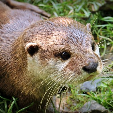 Wild otters are regularly seen from Port Beag Holiday Chalets