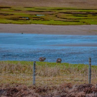 Geese resting by the beach on their migration