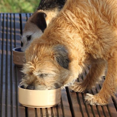Port Beag Holiday Chalets offer great pet friendly accommodation near Achiltibuie